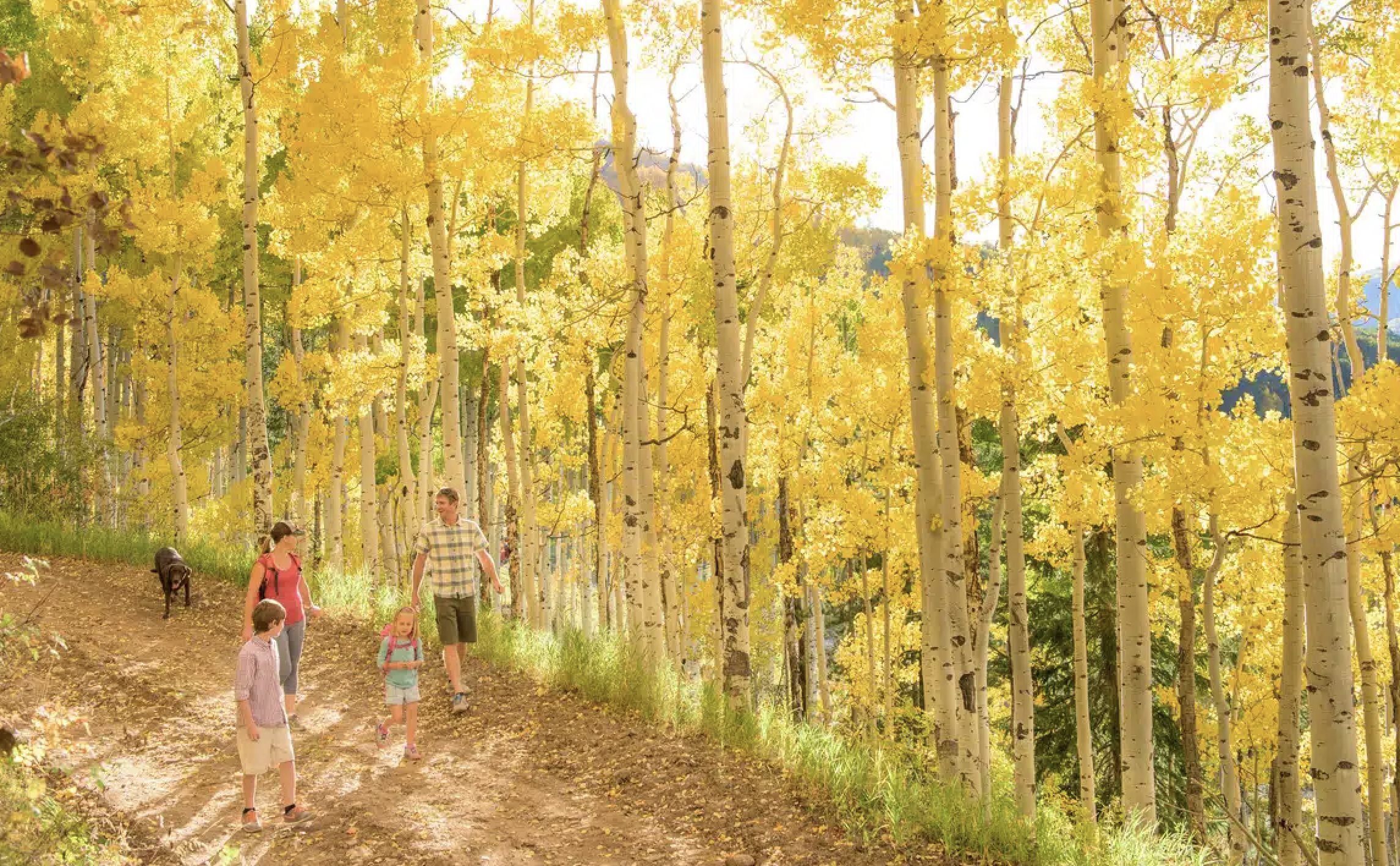 The Best of Vail Leaf Peeping in 2024